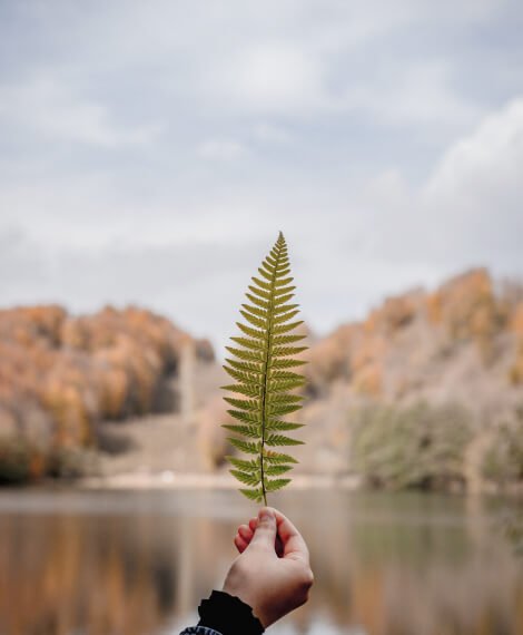 TrendMint Blog Leaf